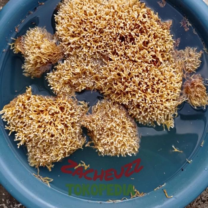 "New" spora bibit biang jamur JAKABA pupuk organik