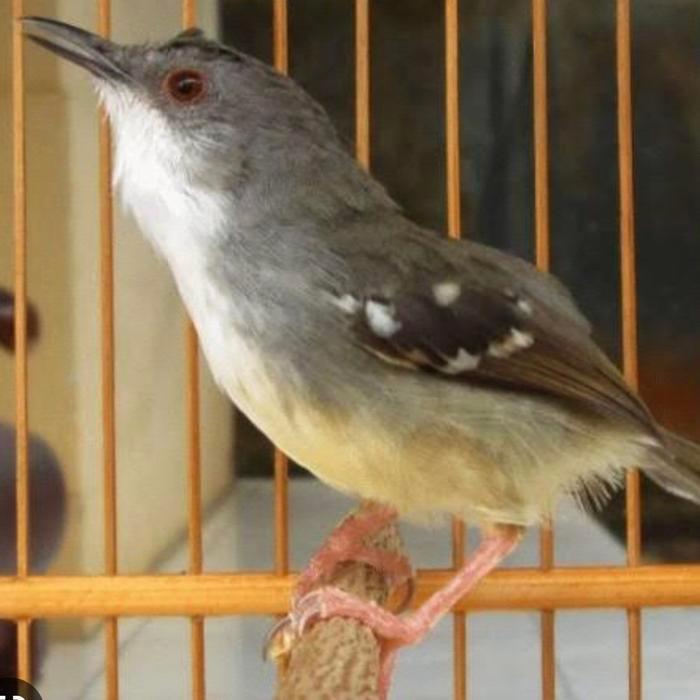 Ciblek Semi Pilihan Jntn