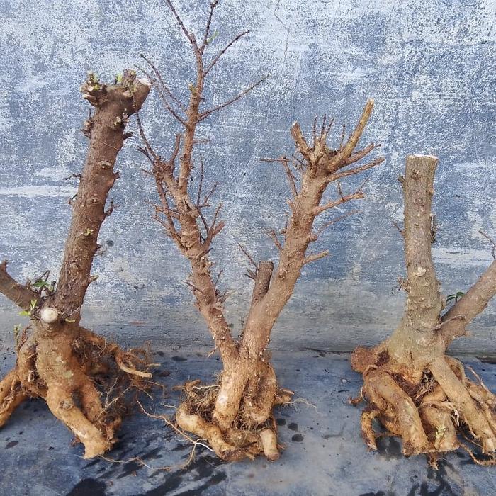 TERLARIS bahan bonsai anting putri mikro prospek READY STOCK