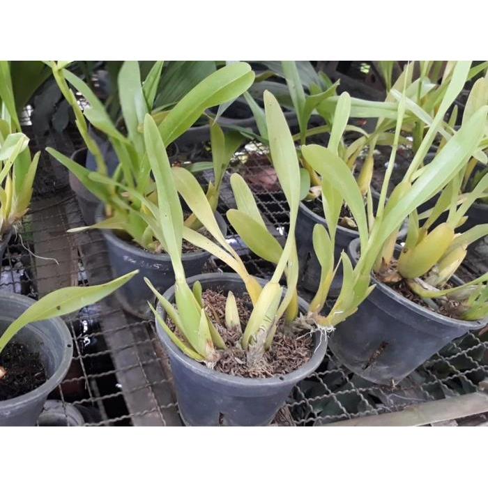 [ DEWASA ] Miltonia spectabilis Anggrek Bersejarah dengan Keanggunan dan Aroma yang Kuat Gratis