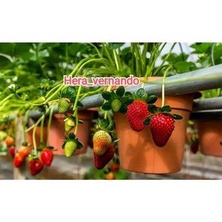 Bibit Strawberry Jumbo Manis cepat berbuah