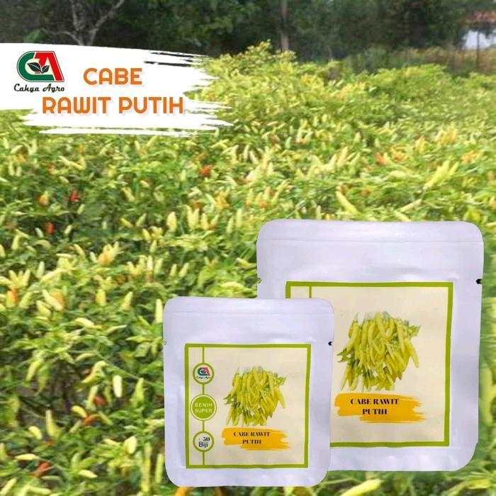 35 Biji Benih Cabe Rawit Putih