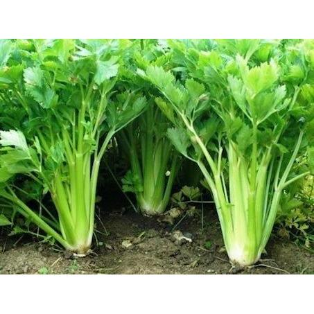 Benih/Biji/Bibit Sayuran/Seledri Summer isi 100