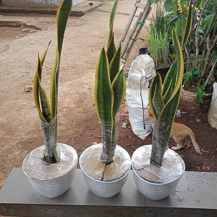 Tanaman Sansivera Lidah Mertua + Pot