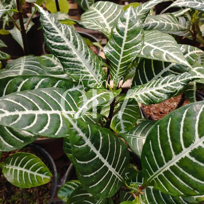 TERLARIS BIBIT TANAMAN HIAS APHELANDRA HIJAU / DAUN ZEBRA