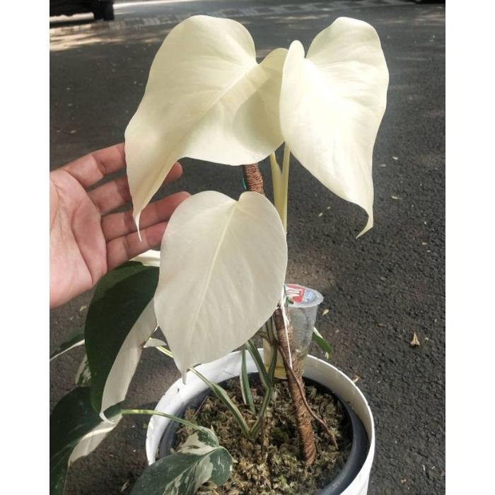 bonggol monstera varigata Bibit original