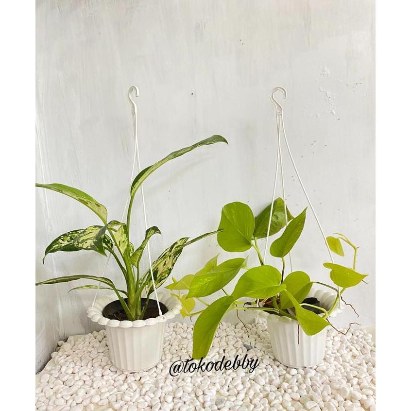 "New" Pot Tanaman dan Bunga Plastik Gantung Mawar Putih