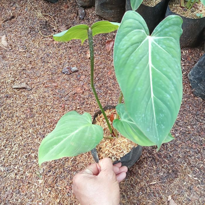 tanaman hias phillodendron gloriosum-gloriosum