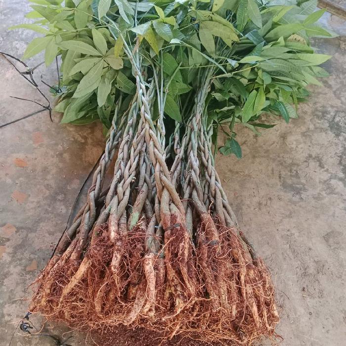 Pachira kepang size besar - pachira - pohon uang - pachira money tree Gratis Ongkir