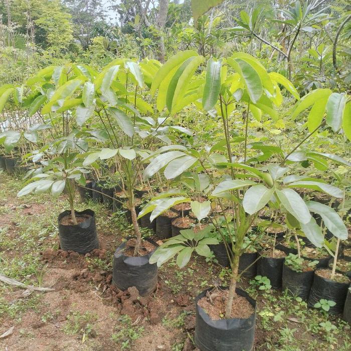 tanaman hias walisongo tinggi 100cm