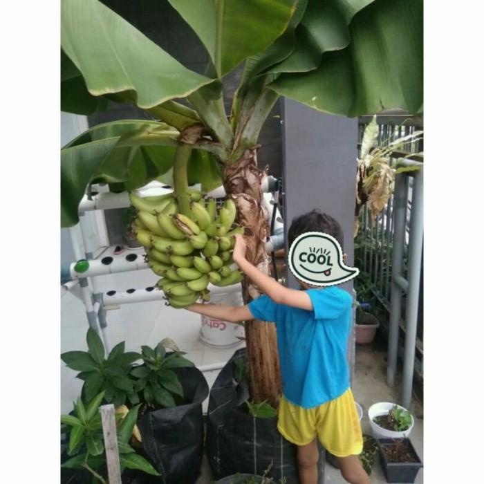 Terlaris Bibit Pisang Tabulampot DWARF CAVENDISH TERMURAH TAMBULAPOT