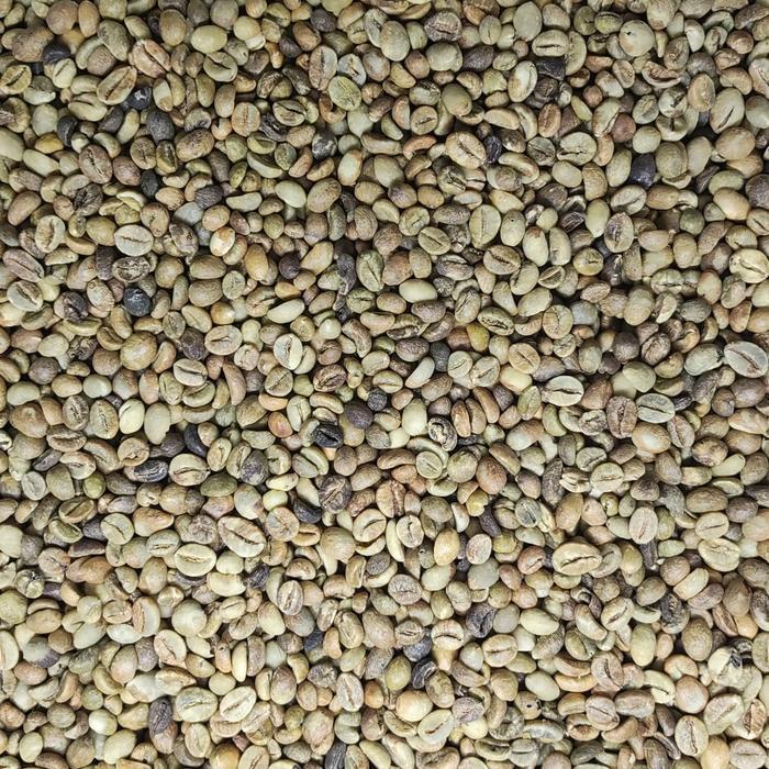 "New" GREEN BEAN KOPI MENTAH ROBUSTA LAMPUNG GRADE 3 - 1 KG