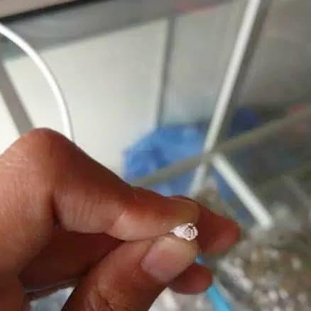 "New" Tali Kur Karet Bulat Diameter 2.5 mm Hitam Meteran