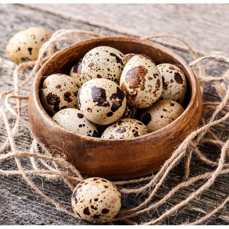 1Kg TELUR PUYUH FRESH / TELUR PUYUH KONSUMSI