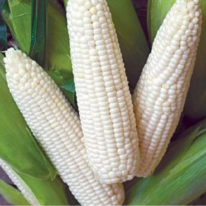 TERLARIS Jagung Putih Super Jagung Ketan 1 KG Benih Tanaman Seragam Tinggi Sedang Rasa Manis Pulen k