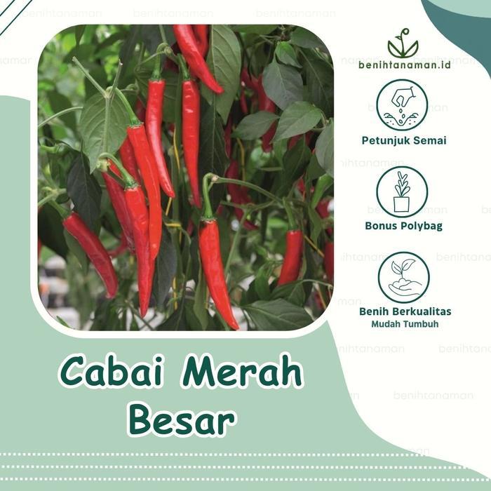 30 Biji - Benih Cabe Merah Besar Tanjung 2, Toleran Atraknose