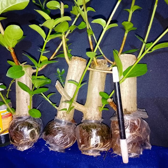 Sancang Batang Besar Bonsai