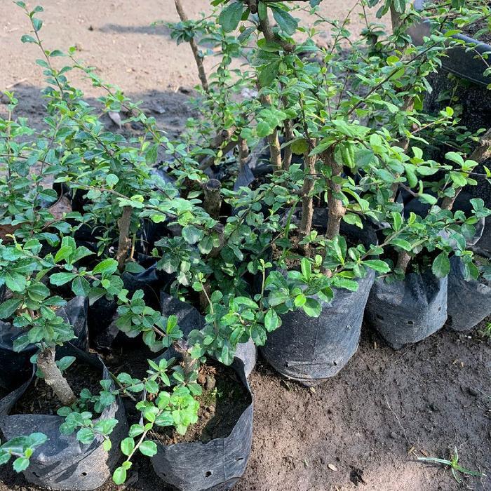 bahan bonsai hokianti hidup