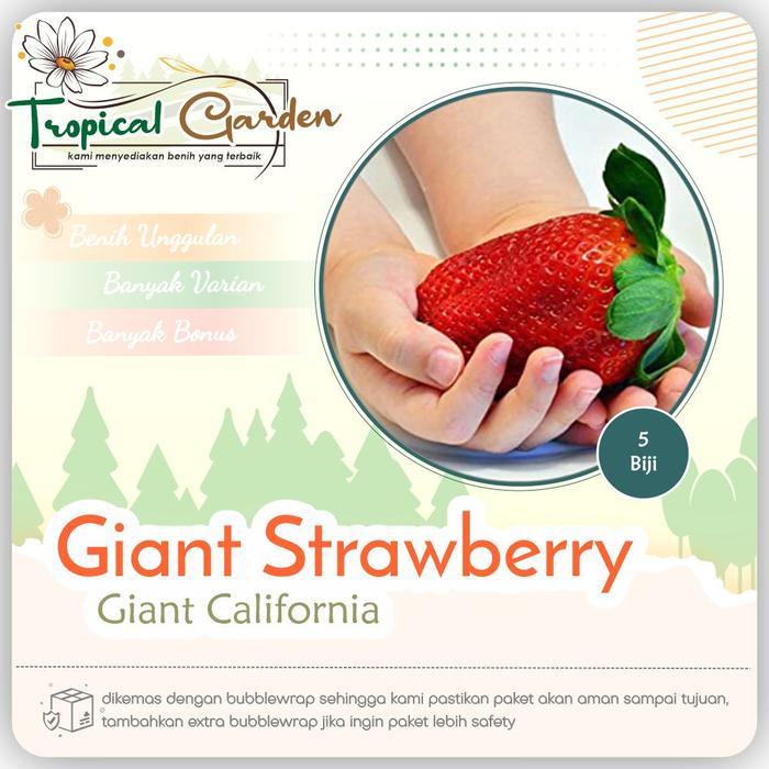 Benih Biji Strawberry Giant Biji Strawberry Benih Buah Buahan COD