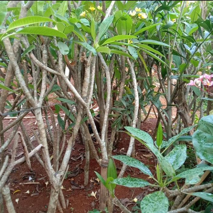 tanaman kamboja bali tinggi bunga kuning Daun Hijau