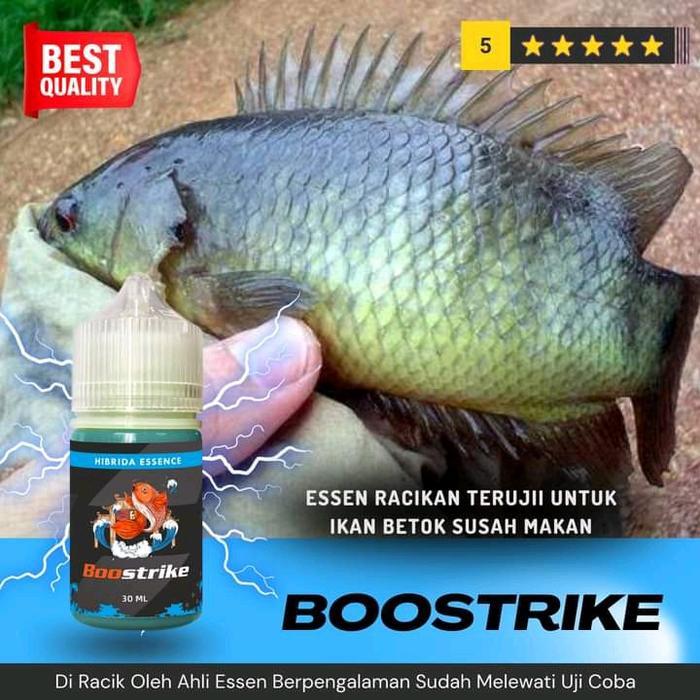 ESSEN IKAN BETOK PALING AMPUH, UMPAN IKAN BETOK, MANCING IKAN BETOK BOOSTRIKE PANCING