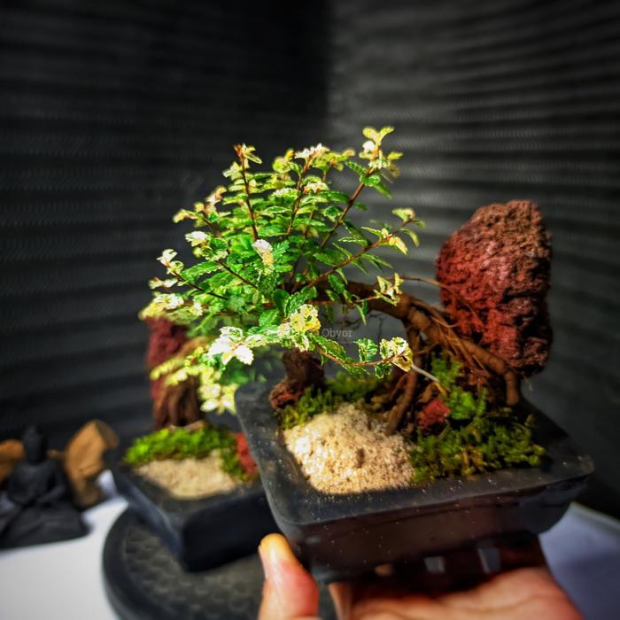 Bonsai Mini Mame Ulmus Variegata Super Micro REAL KARAKTER UTAMA SEPESIAL DISERTAKAN POT BONSAI