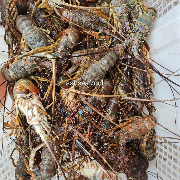 lobster laut baby