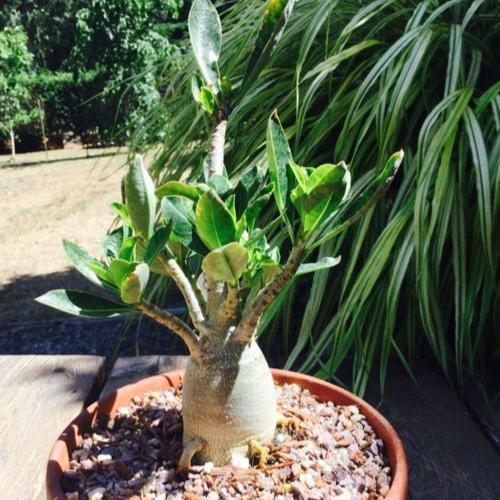 Benih / Bibit / Biji RCN Adenium Arabicum Rachinee 10 Biji