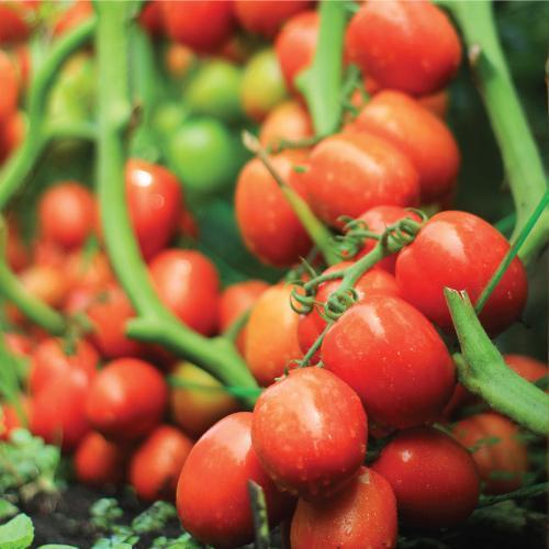 benih tomat TM Marvel F1 10 gr bibit tomat hibrida tani murni