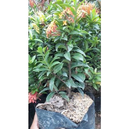 Terlaris Bibit Asoka Merah,Pink,Putih,Orange,India daun mikro TAMBULAPOT