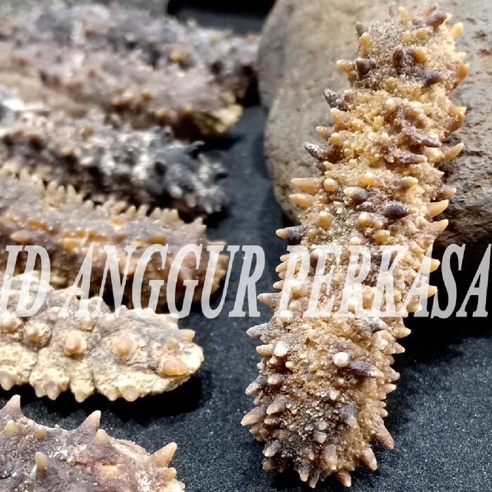 100Gr Teripang Duri / Gamat Duri / Haisom Duri - Premium