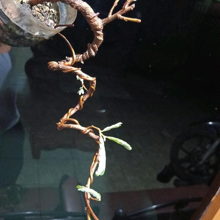 BONSAI ASEM JAWA MELIUK EKSTREM ALAMI