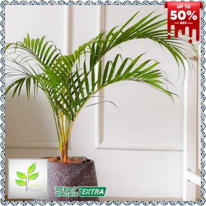 palem kuning 1 meter - tanaman hias palem kuning 1 meter Gratis Ongkir