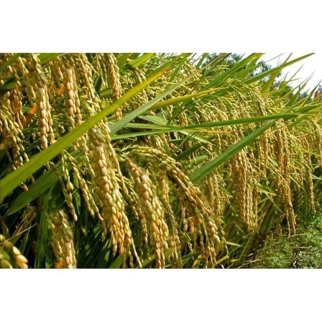 Zico Stored Zole 250Ec 100Ml