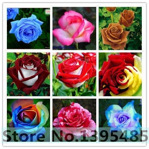 Biji Bunga Mawar Langka Mixed