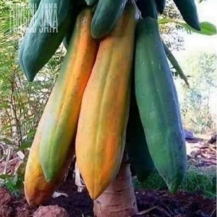 Najwa Gadget 100 Butir Biji Pepaya Raksasa Biji Benih Buah Pepaya Super Merah