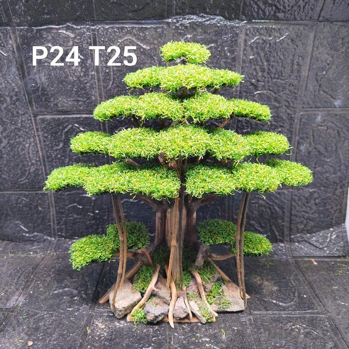 Bonsai aquascape tema beringin