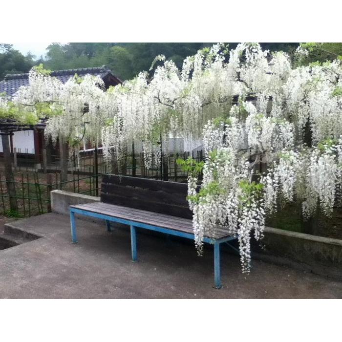 BIBIT / BENIH / SEEDS JAPANESE WISTERIA MIX BIJI WISTERIA