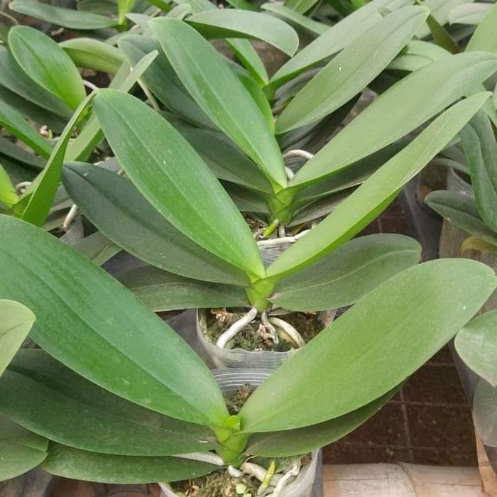 Bibit Anggrek Bulan Mini (dewasa siap berbunga)