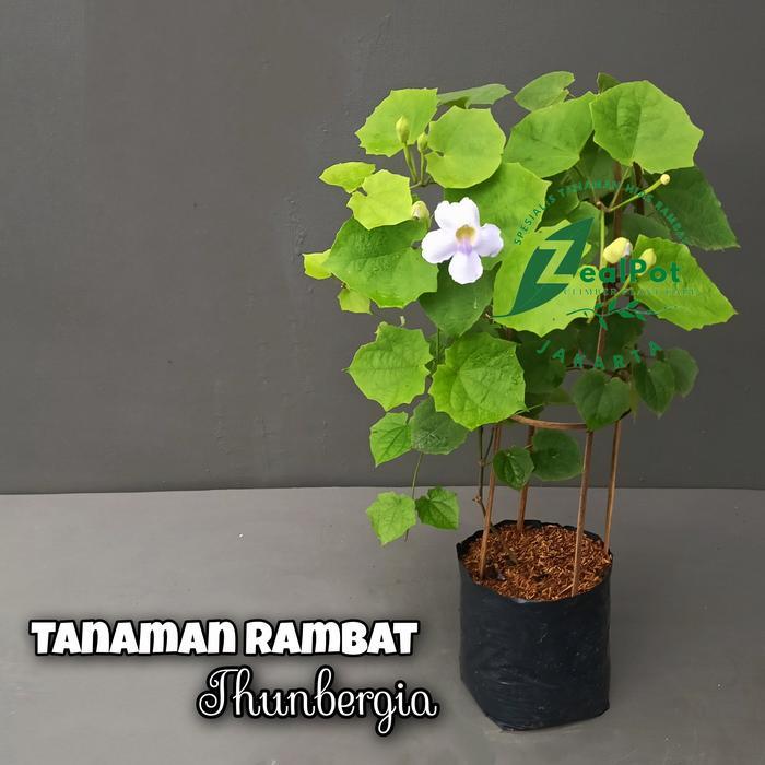 tanaman hias rambat thunbergia putih - Bibit Tanaman Thunbergia Putih