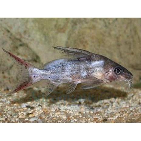 Sale Terlaris Ikan Hias Synodontis Clarias Catfish Sapu-Sapu Air Tawar