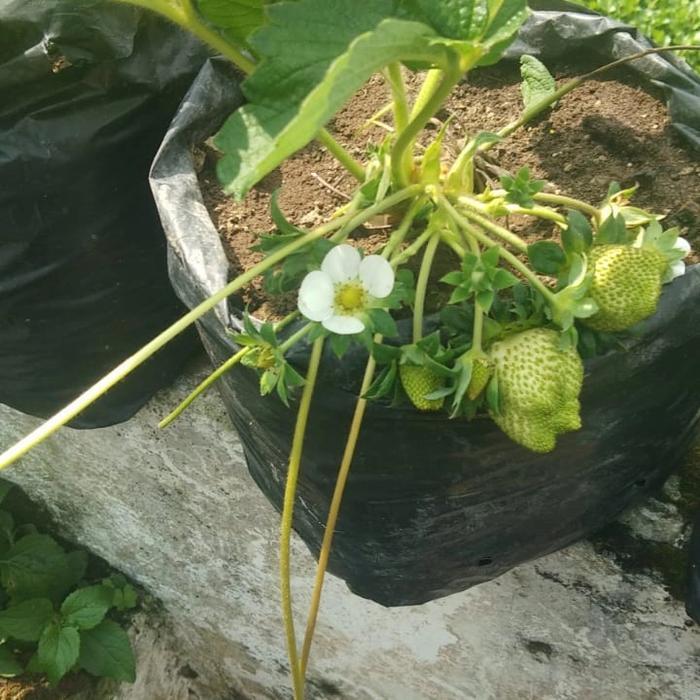 "New" Bibit Strawberry SAGAHONOKA