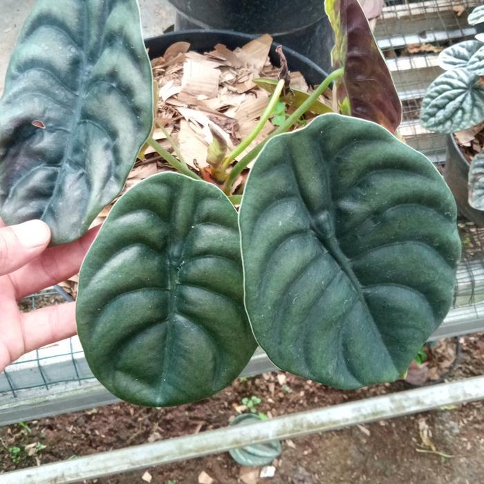 tanaman hias baby alocasia cuprea/ bibit alocasia cuprea