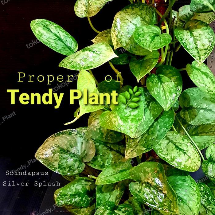 Sirih Gading Silver Scindapsus Silver Splash , Rimbun Putih Tanaman