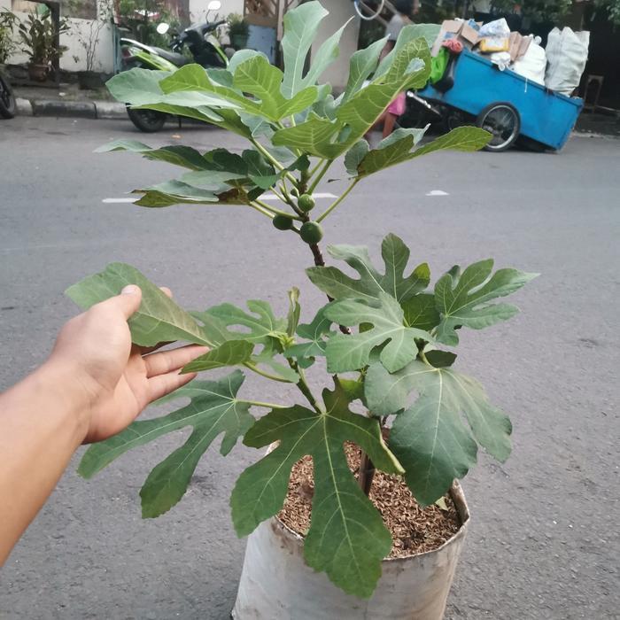 pohon buah tin green jordan sudah berbuah / tanaman buah tin