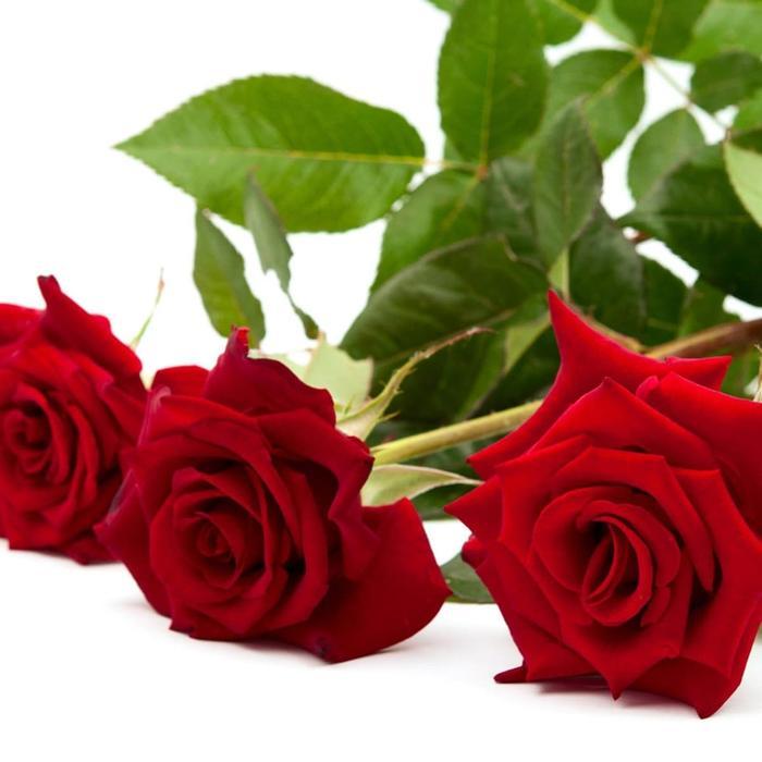 Oleum Rosae / Minyak Mawar Murni Pure 500Ml