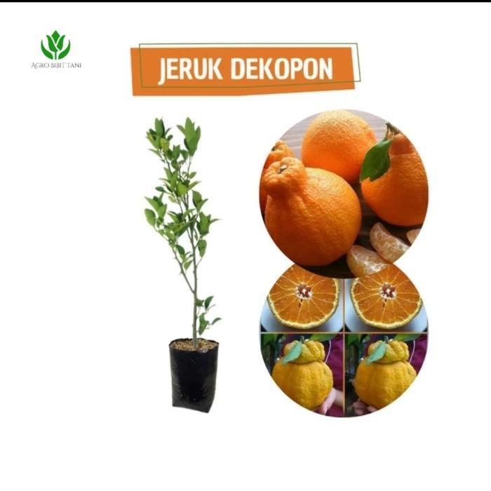 Bibit Tanaman Buah Jeruk Dekopon-Bibit Jeruk Dekopon ATV
