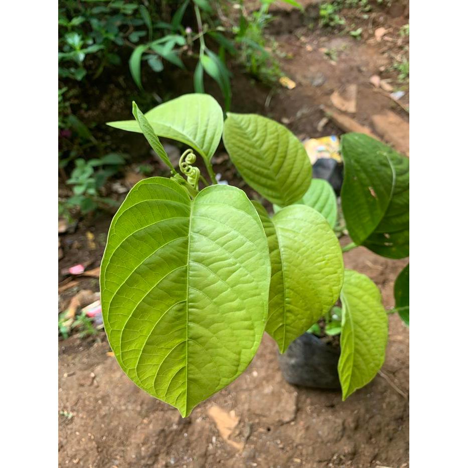 Bibit tanaman sudah jadi buah markisa jumbo/buah erbis cepat berbuah