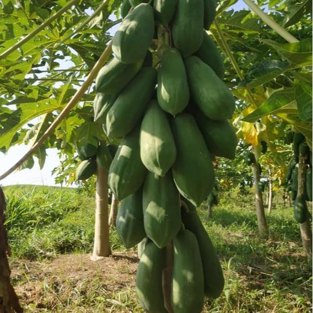 Serasiinspace Benih Pepaya Hibrida Bangkok 50 Seed Known You No 1 Manis Brix 12 Unggul Lebat Cap Kys