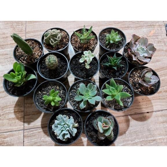 Kaktus sukulen 15 pcs tanaman saja random